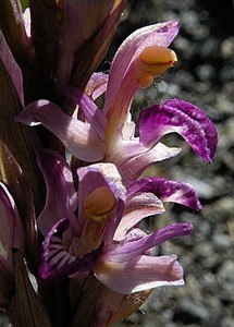 Violet Limodore - Limodorum abortivum © Teresa Farino